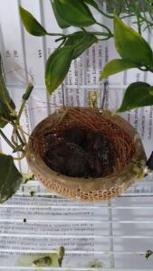 nascido no criatorio 01