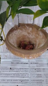 nascido no criatorio 03