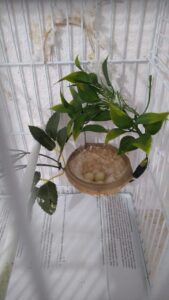 nascido no criatorio 05