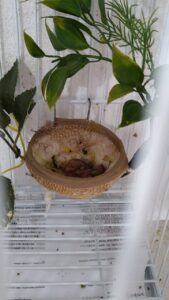 nascido no criatorio 06